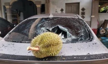 Cây rụng quả làm vỡ gây móp xe ô tô, ai phải bồi thường?