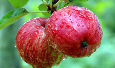 Tôi có quyền hái quả khi cây hàng xóm vươn sang nhà mình?